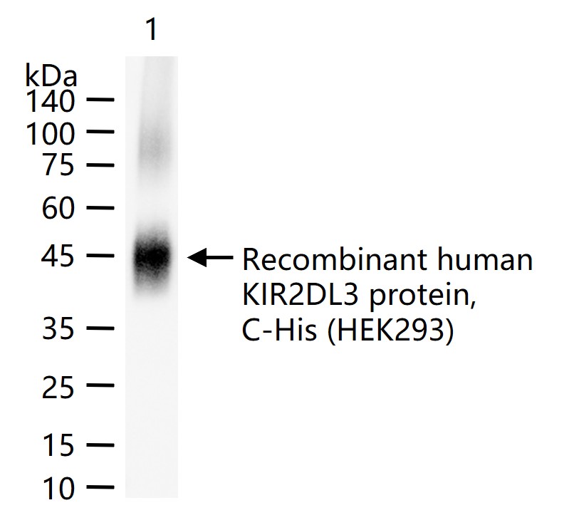 KIR2DL3 Monoclonal Antibody