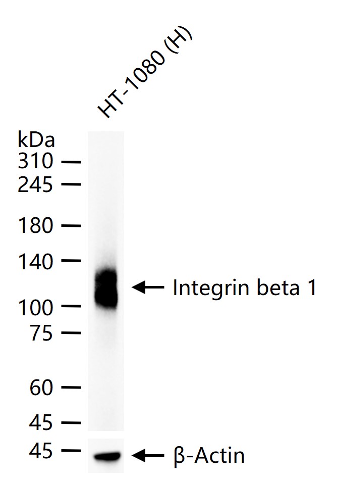 Integrin beta 1 Monoclonal Antibody