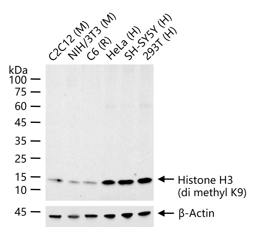 Histone H3(di methyl K9) Recombinant Antibody