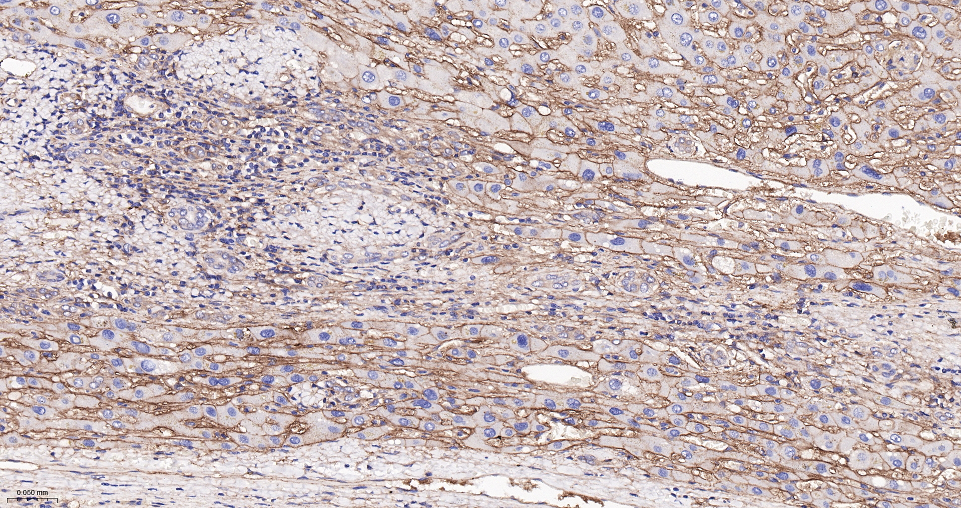 Integrin beta 1 Monoclonal Antibody