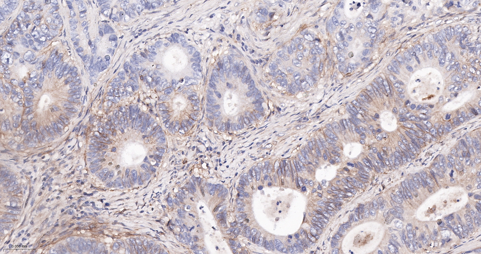 Integrin beta 1 Monoclonal Antibody