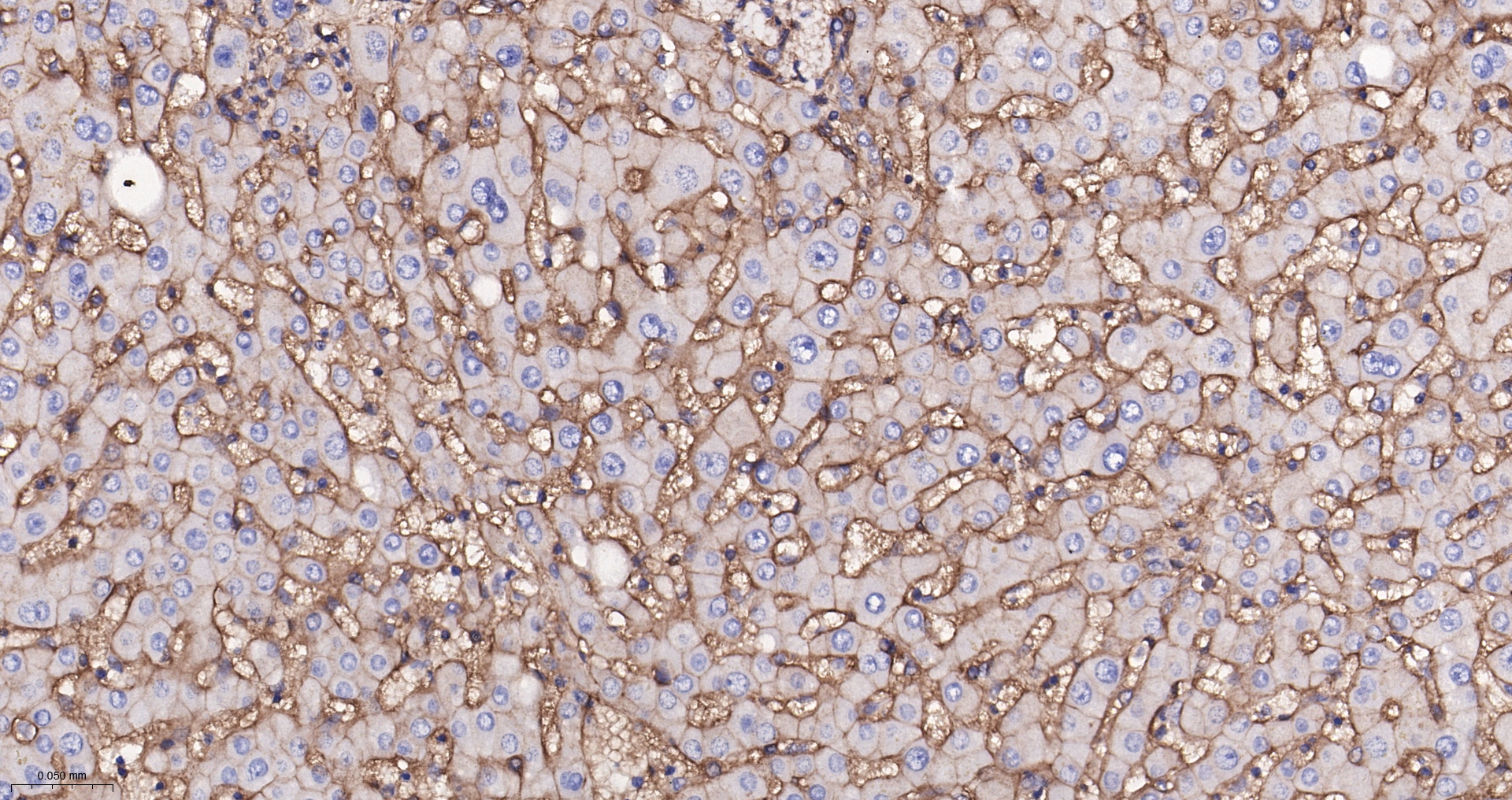 Integrin beta 1 Monoclonal Antibody