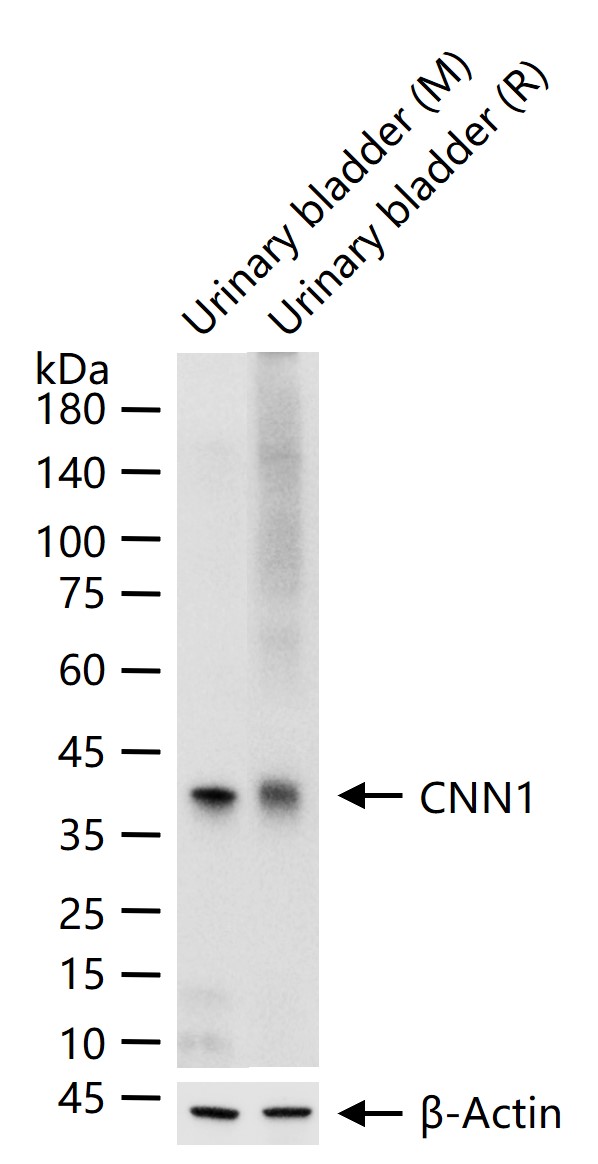 CNN1 Recombinant Antibody, Biotin Conjugated