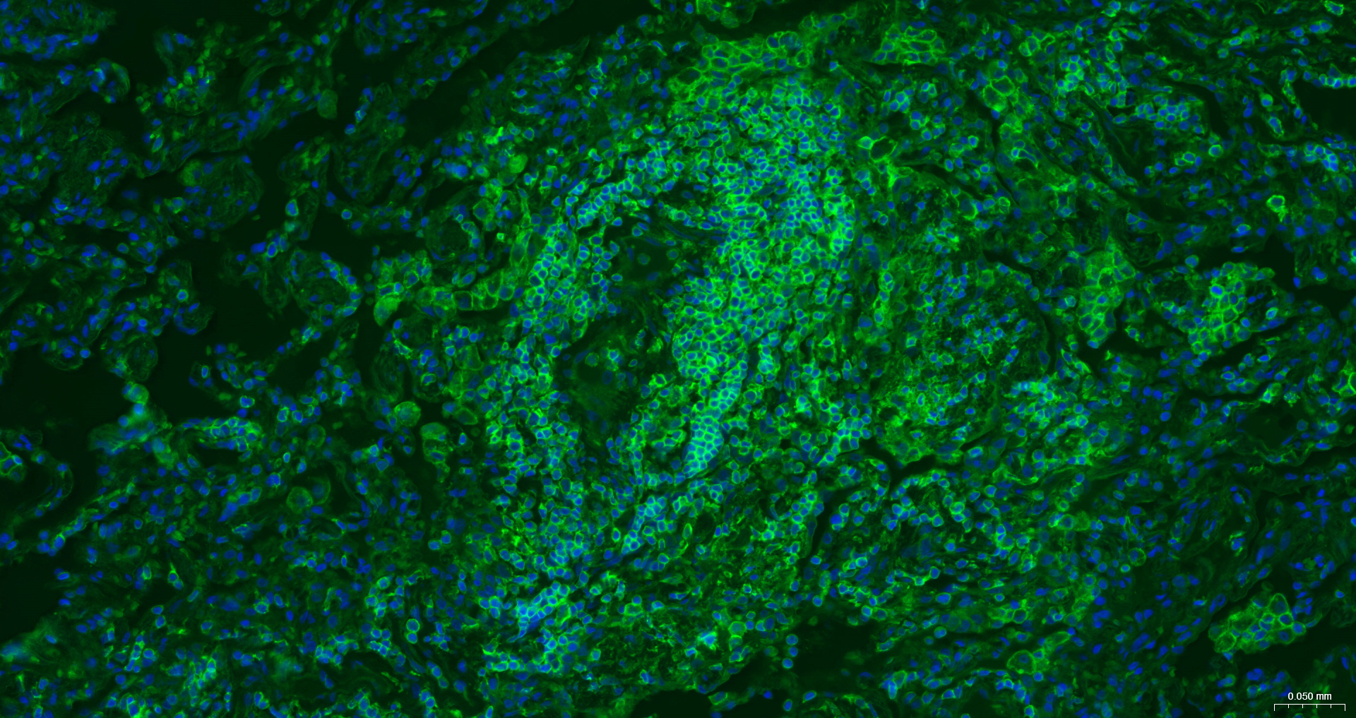 beta-Actin Recombinant Antibody, AbBy Fluor-488 Conjugated