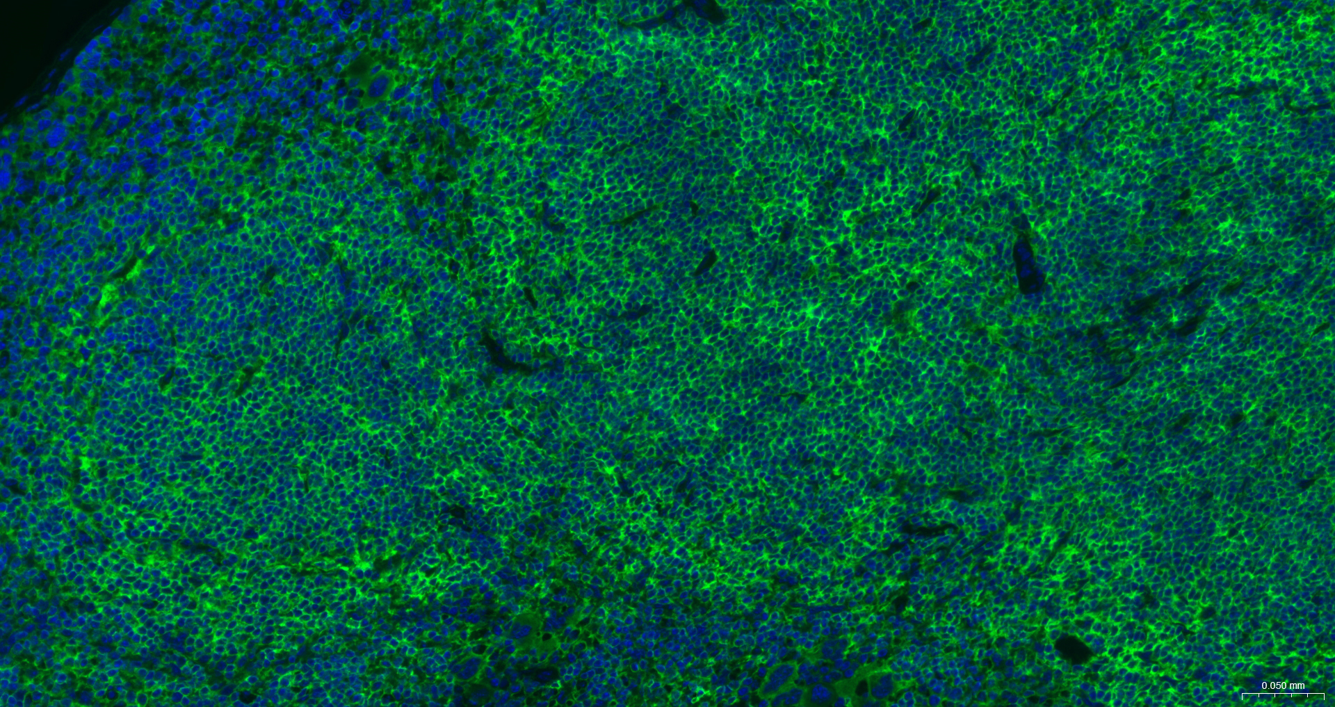 beta-Actin Recombinant Antibody, AbBy Fluor-488 Conjugated