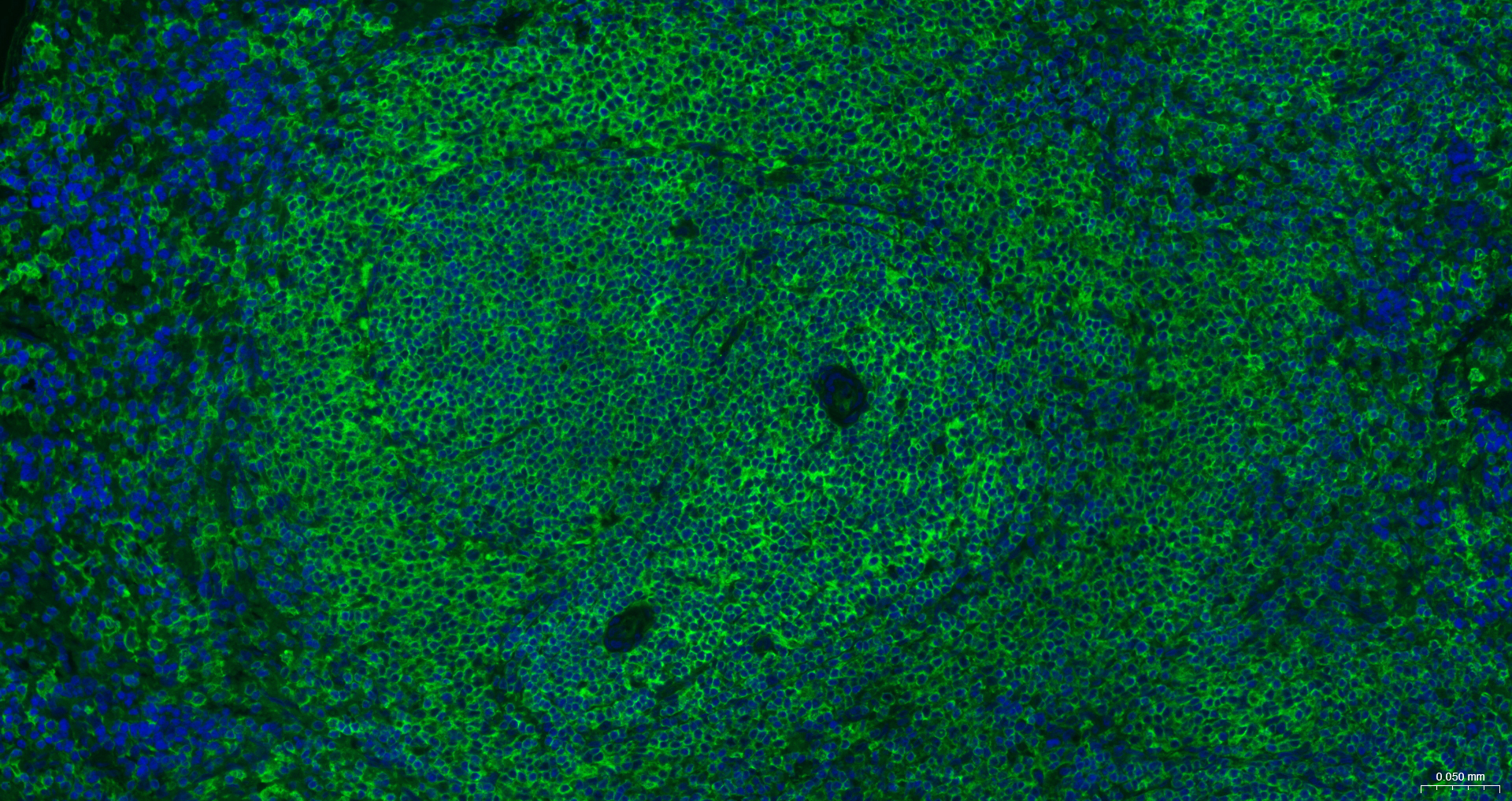 beta-Actin Recombinant Antibody, AbBy Fluor-488 Conjugated