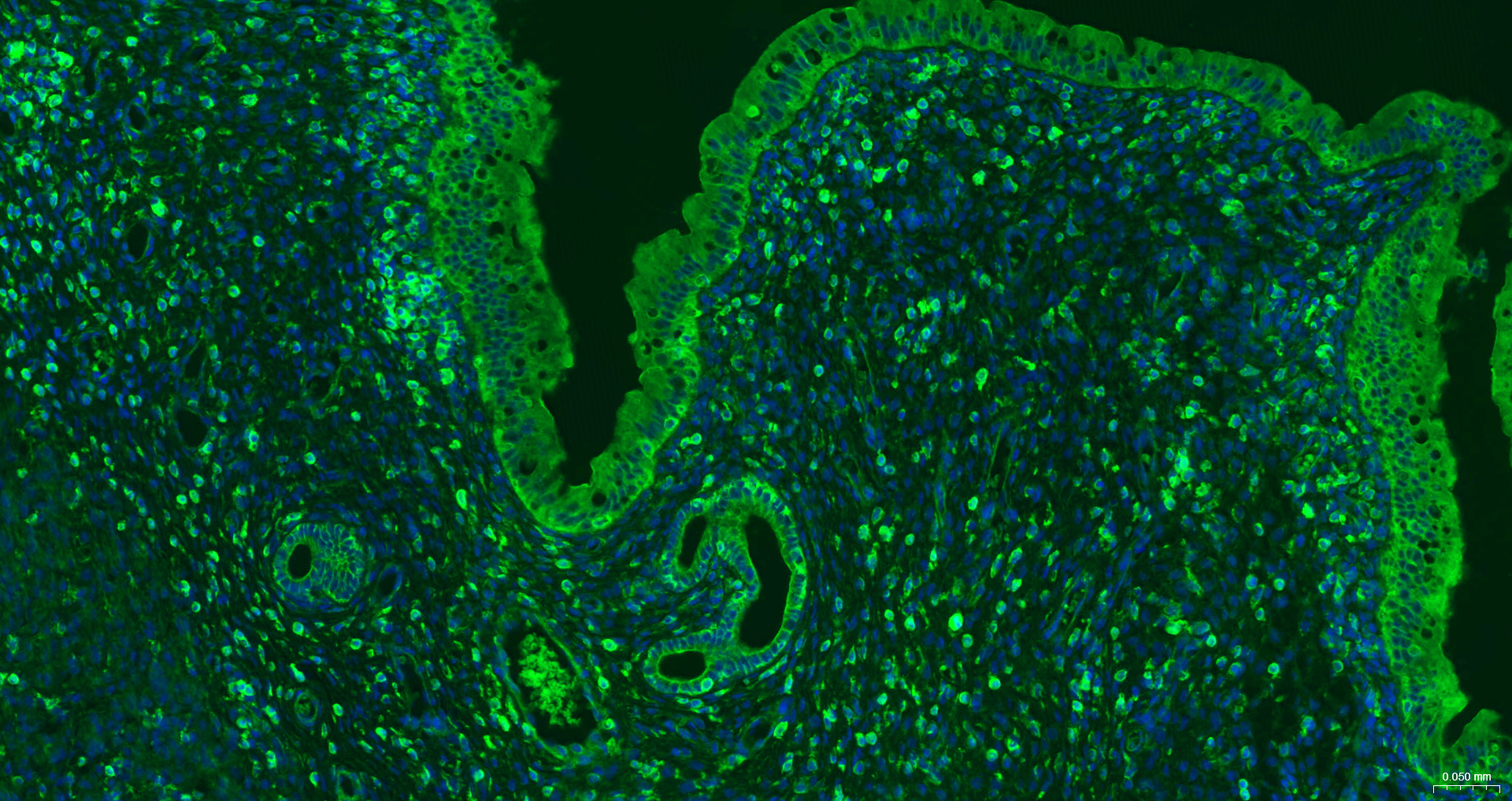 beta-Actin Recombinant Antibody, AbBy Fluor-488 Conjugated
