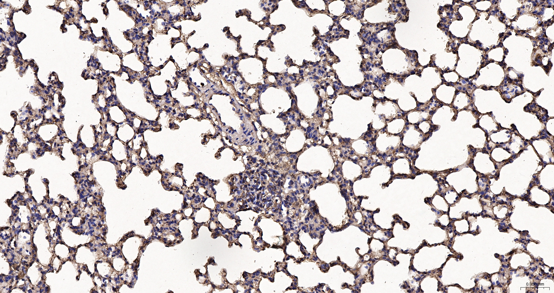 beta-Actin Recombinant Antibody, HRP Conjugated
