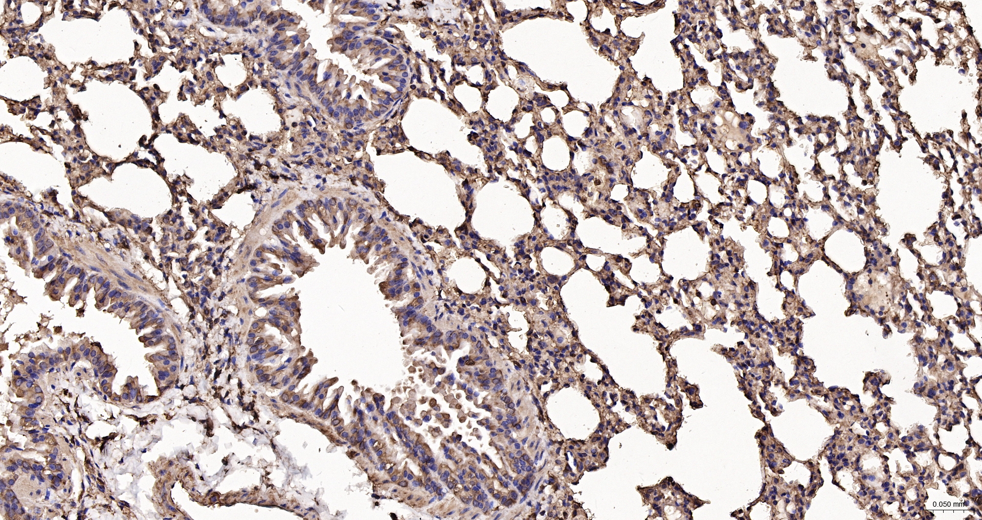 beta-Actin Recombinant Antibody, HRP Conjugated