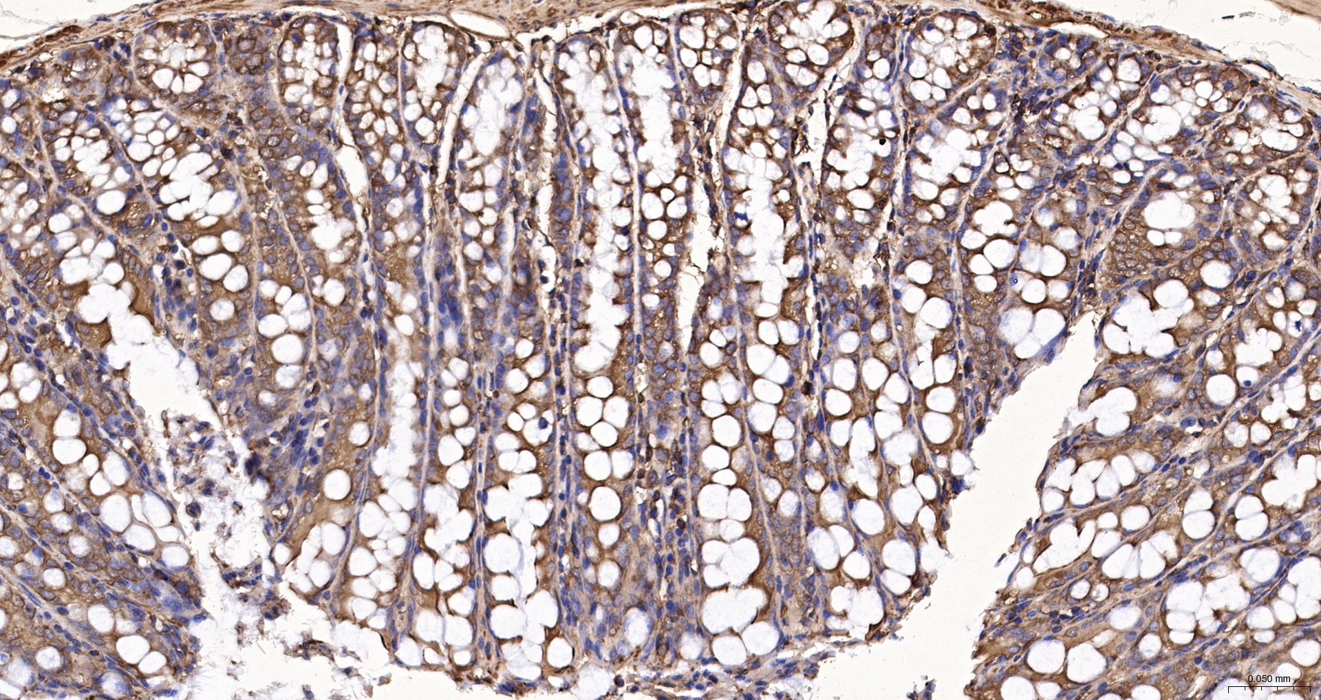 beta-Actin Recombinant Antibody, HRP Conjugated