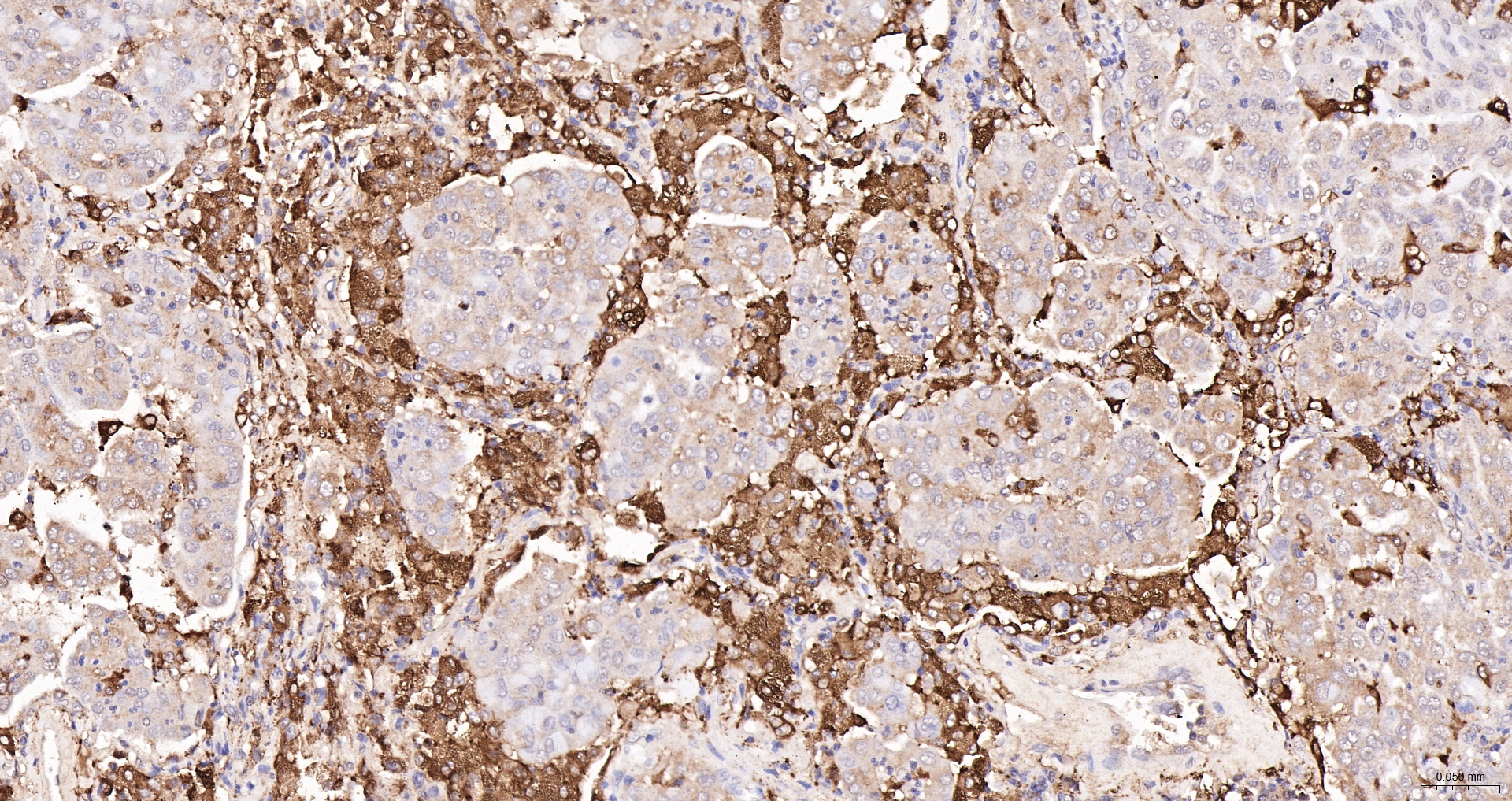 JAK1 Monoclonal Antibody