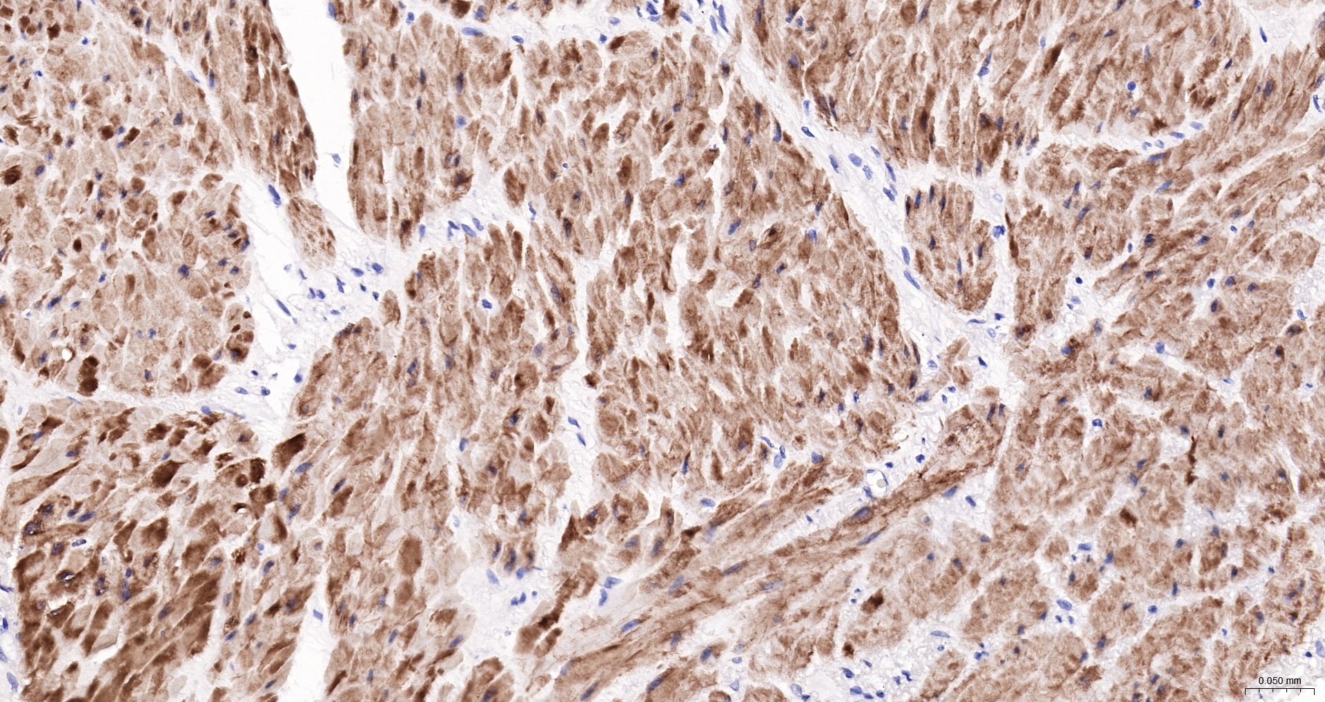 CNN1 Recombinant Antibody, Biotin Conjugated