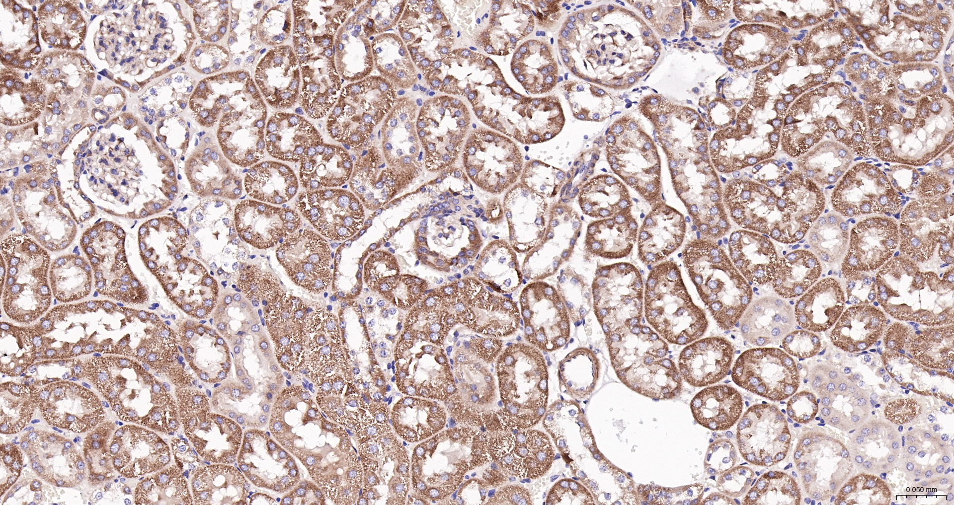 DDIT3 Polyclonal Antibody, Biotin Conjugated