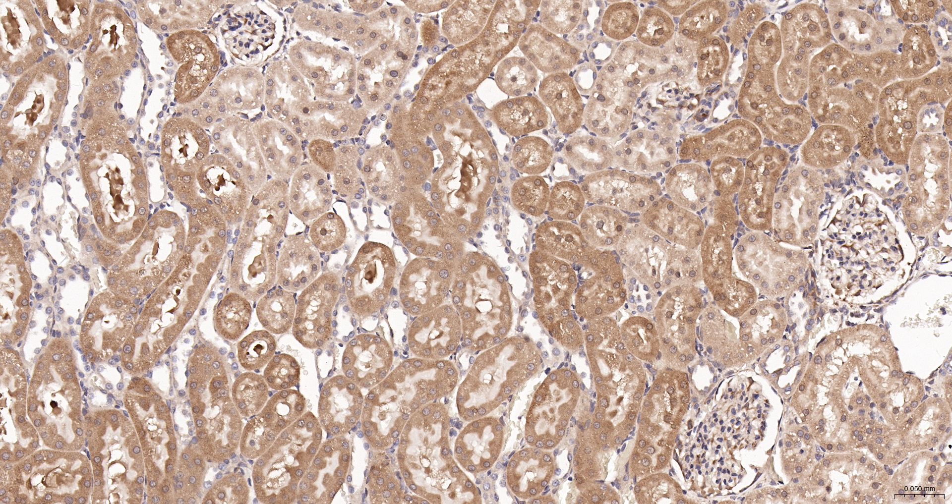 DDIT3 Polyclonal Antibody, Biotin Conjugated