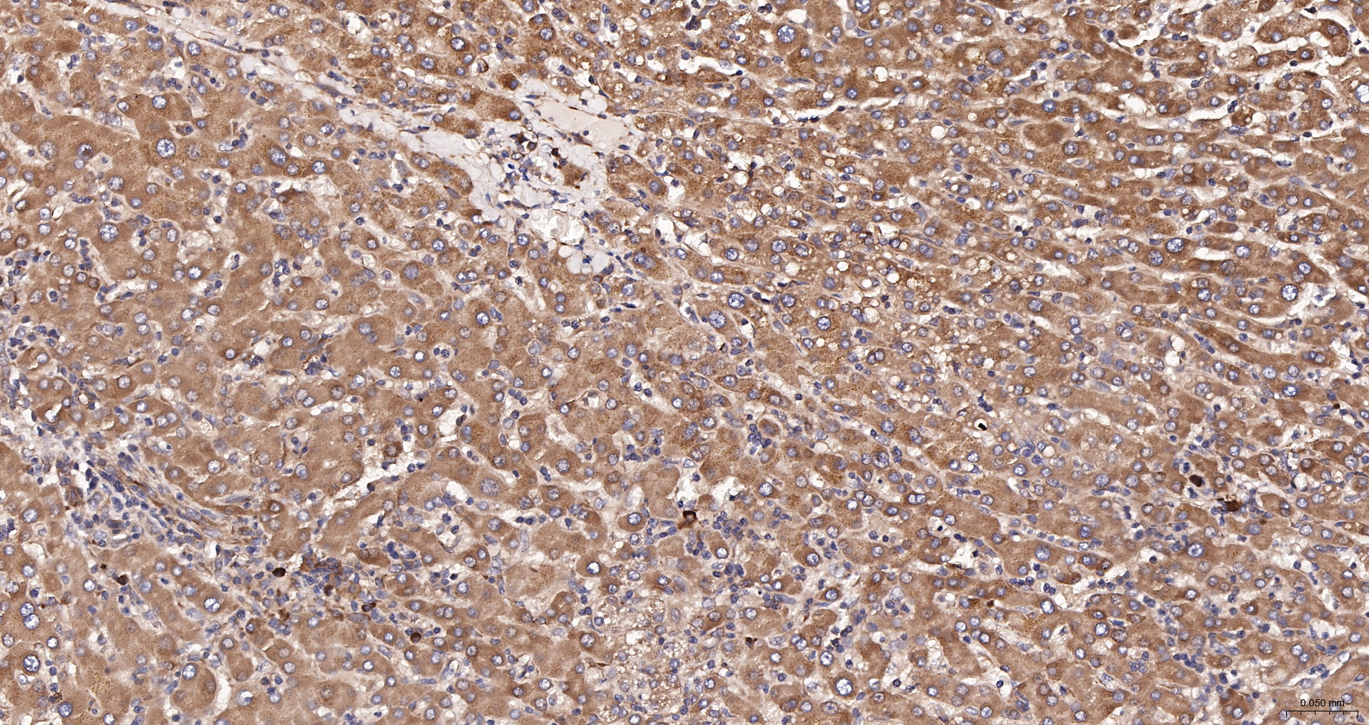 DDIT3 Polyclonal Antibody, Biotin Conjugated