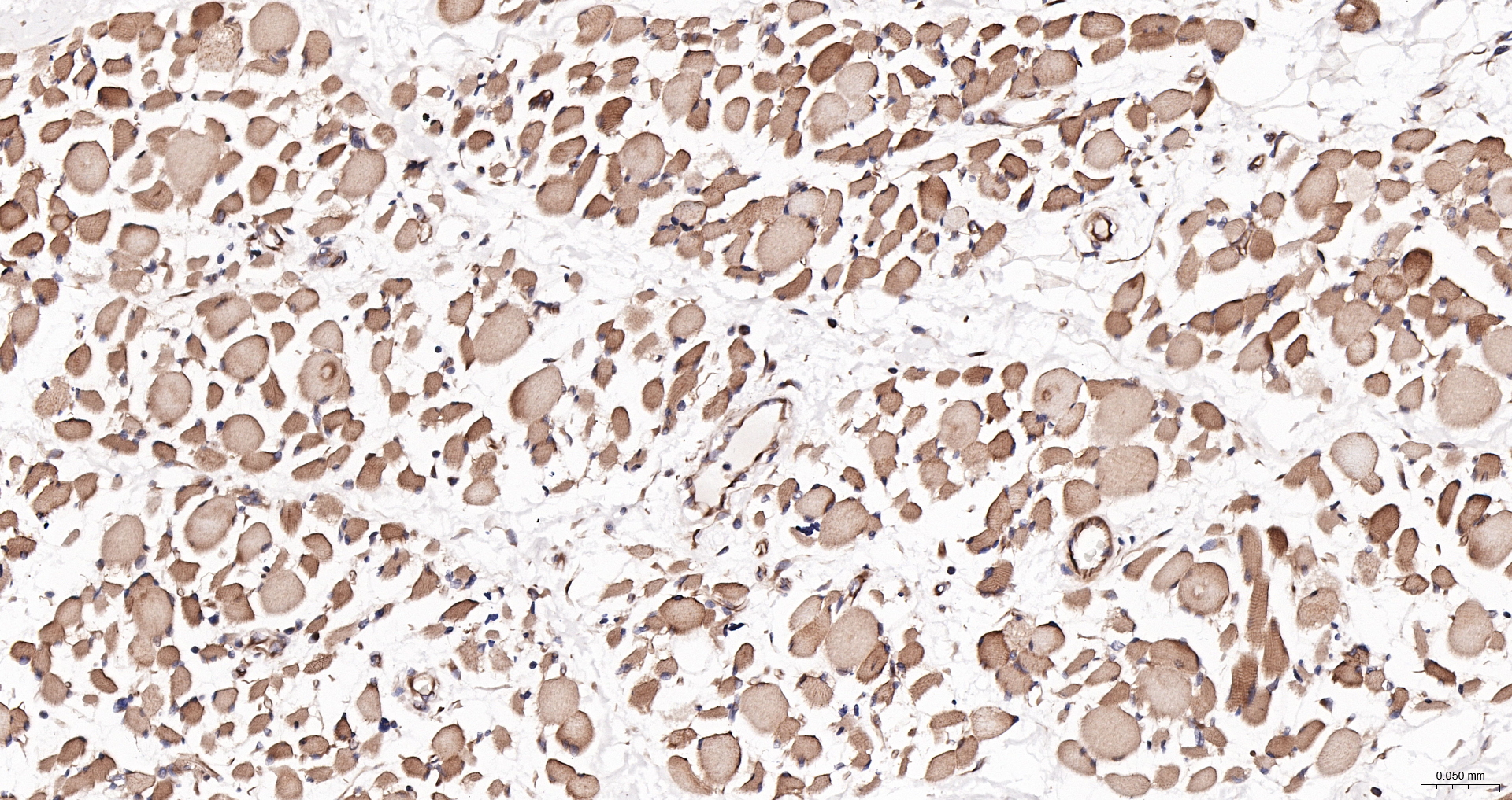 DDIT3 Polyclonal Antibody, Biotin Conjugated