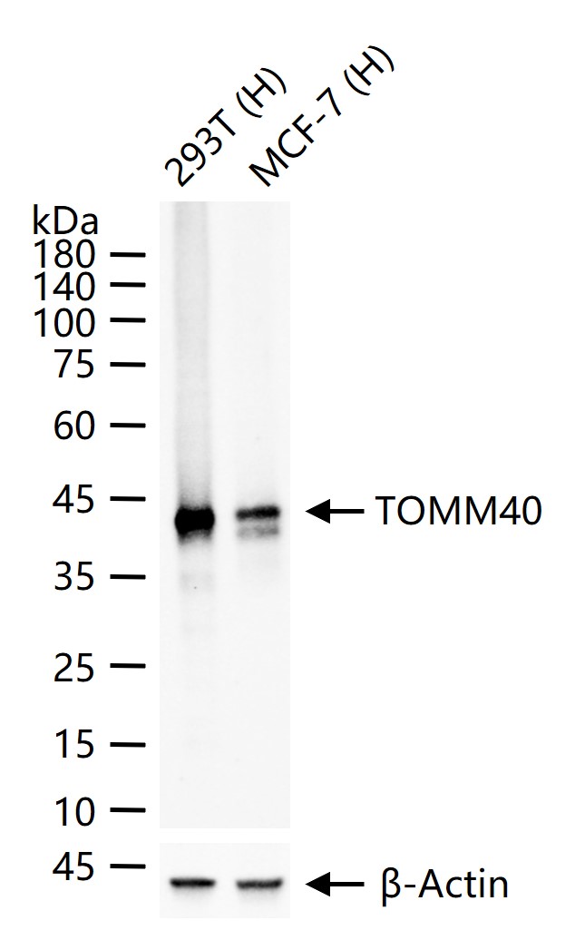 TOMM40 Monoclonal Antibody