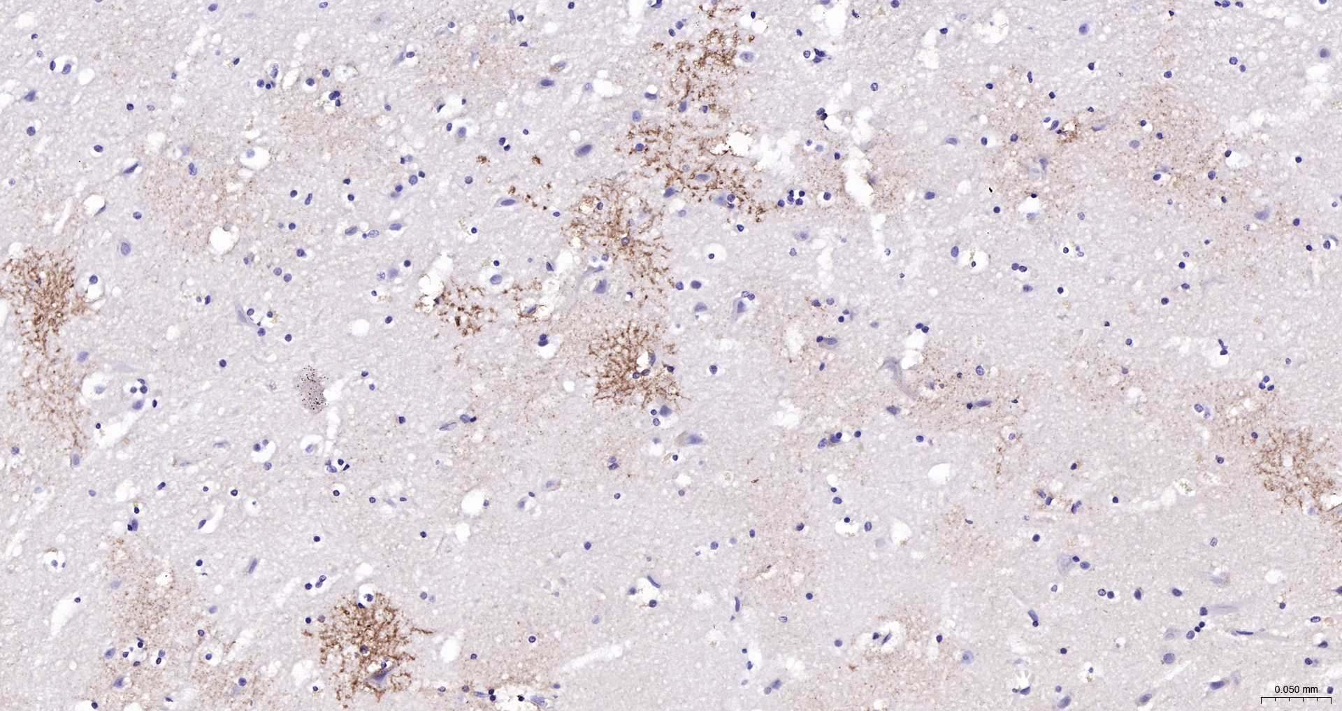 EAAT2 Polyclonal Antibody, Biotin Conjugated