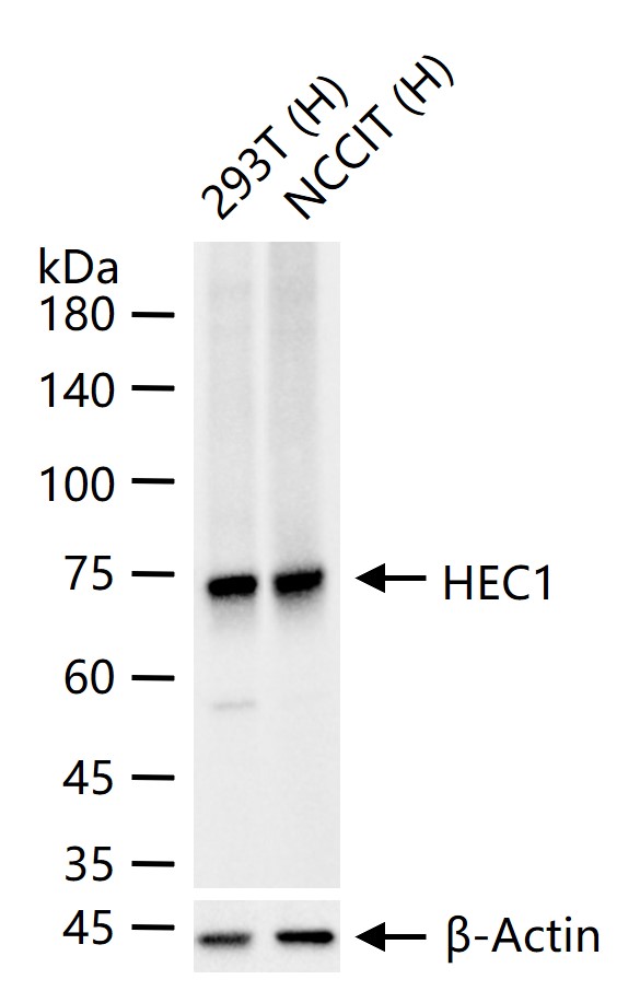 HEC1 Recombinant Antibody