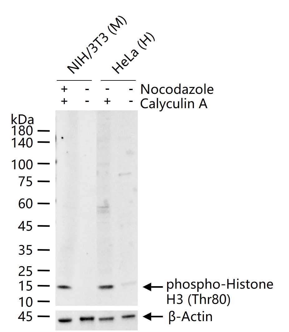 Phospho-Histone H3 (Thr80) Polyclonal Antibody