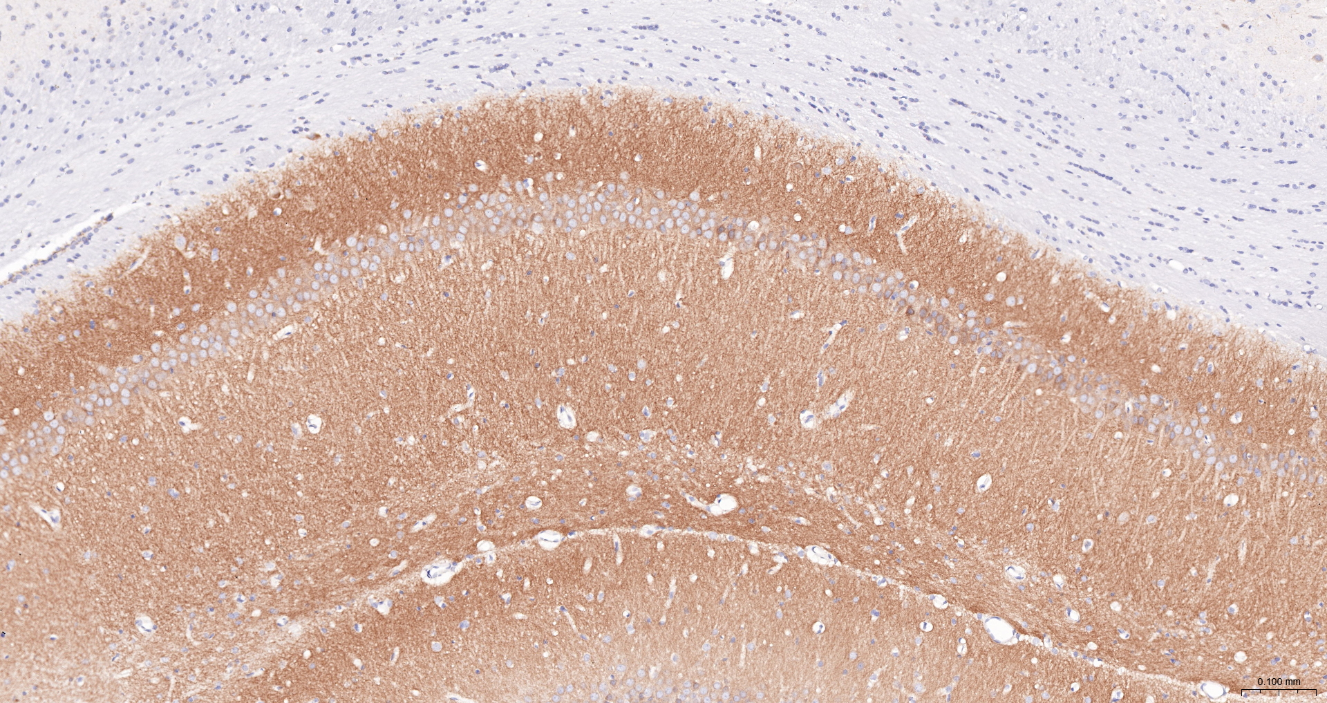 GluR1 Recombinant Antibody, Biotin Conjugated