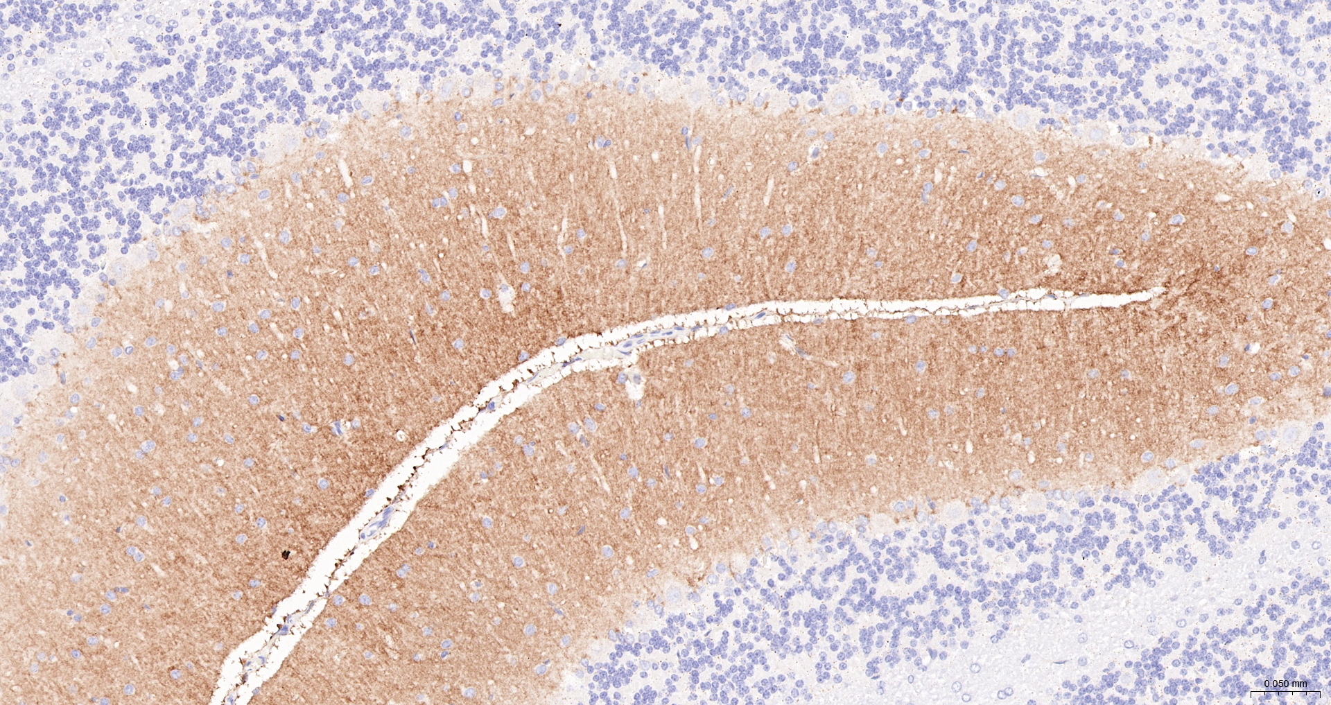 GluR1 Recombinant Antibody, Biotin Conjugated