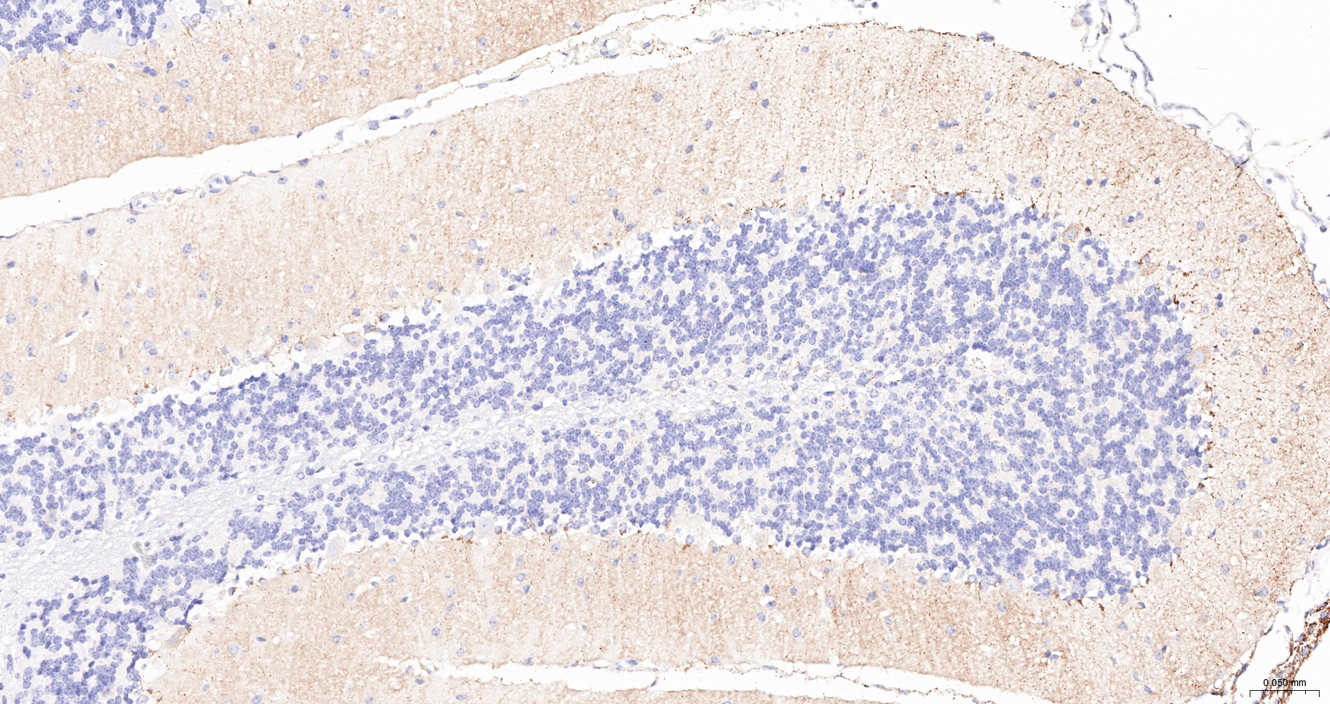 GluR1 Recombinant Antibody, Biotin Conjugated