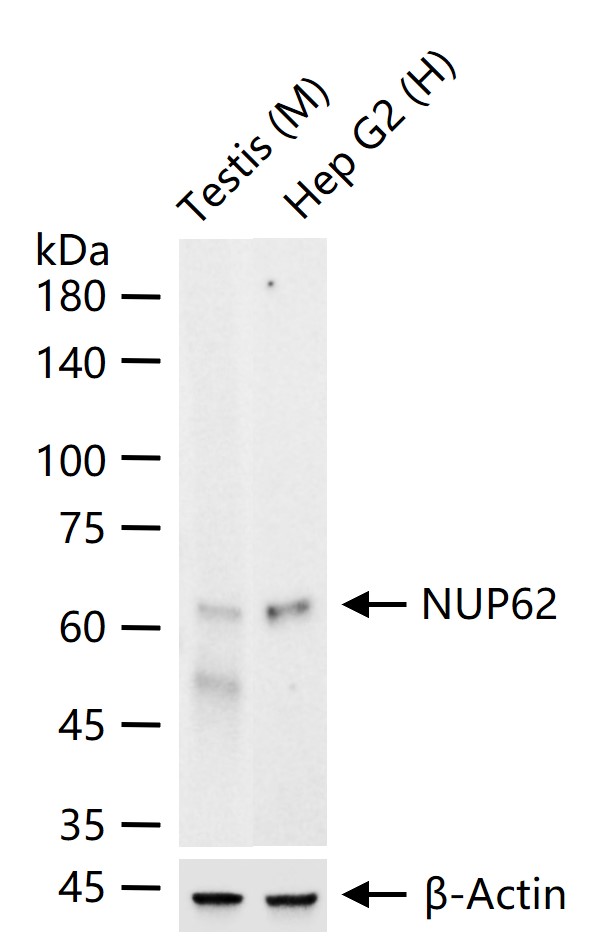 NUP62 Monoclonal Antibody