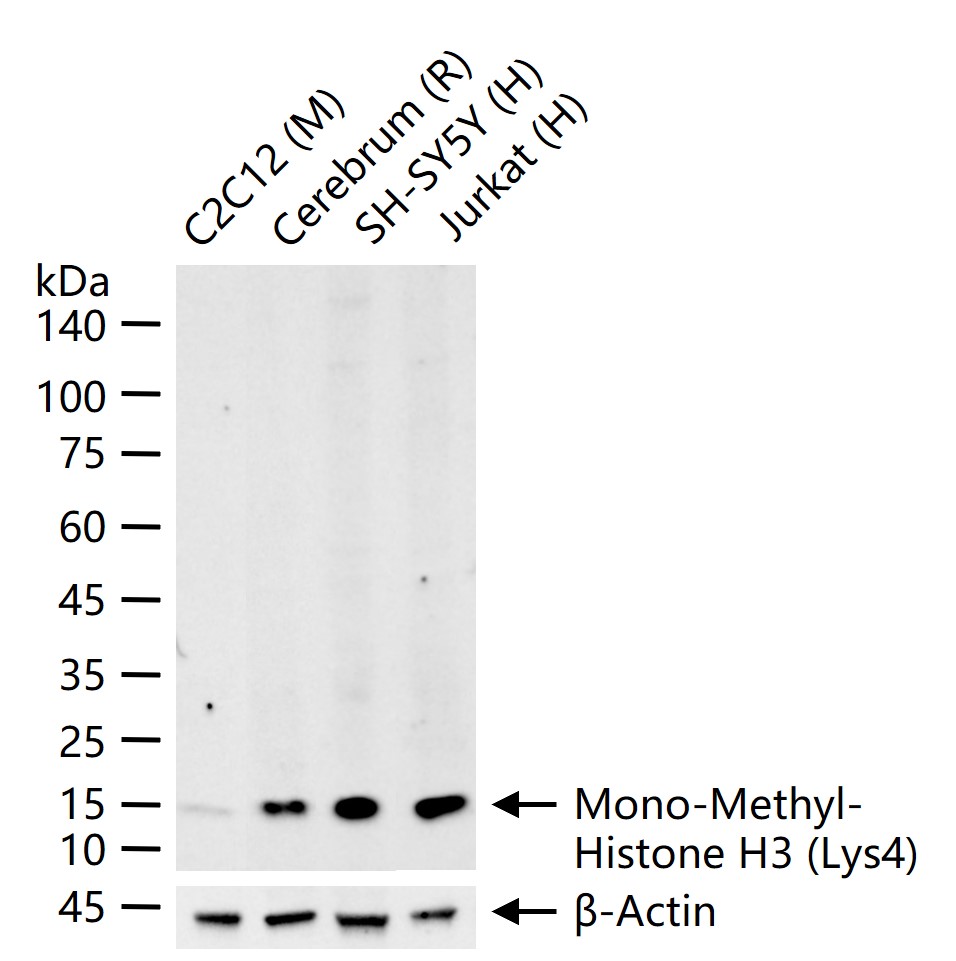 Mono-Methyl-Histone H3 (Lys4) Polyclonal Antibody