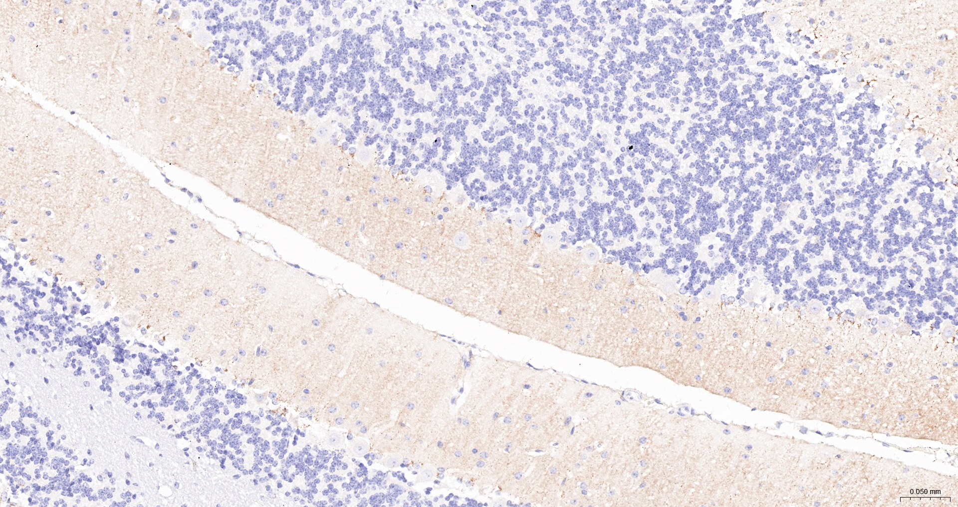 GluR1 Polyclonal Antibody, Biotin Conjugated