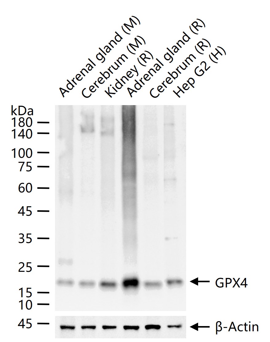 GPX4 Monoclonal Antibody