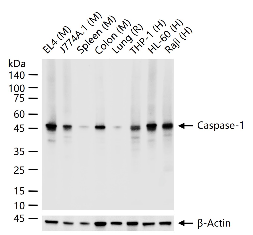 Caspase-1 Recombinant Antibody