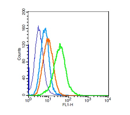 H9C2 cells probed with Rabbit Anti-PI3 kinase p85 alpha subunit Polyclonal Antibody (bs-0128R) at 1:100 for 30 minutes followed by incubation with Goat Anti-Rabbit IgG FITC conjugated secondary at 1:100 (green) for 30 minutes compared to control cells (blue), secondary only (light blue) and isotype control (orange)