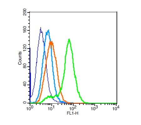 H9C2 cells probed with Rabbit Anti-ZEB Polyclonal Antibody (bs-4187R) at 1:100 for 30 minutes followed by incubation with Goat Anti-Rabbit IgG FITC conjugated secondary at 1:100 for 30 minutes (green) compared to control cells (blue), secondary only (light blue) and isotype control (orange)