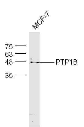 MCF-7 cell lysates probed with Rabbit Anti-PTP1B Polyclonal Antibody, Unconjugated (bs-0182R) at 1:300 overnight at 4˚C. Followed by conjugation to secondary antibody (bs-0295G-HRP) at 1:500 for 90 min at 37˚C
