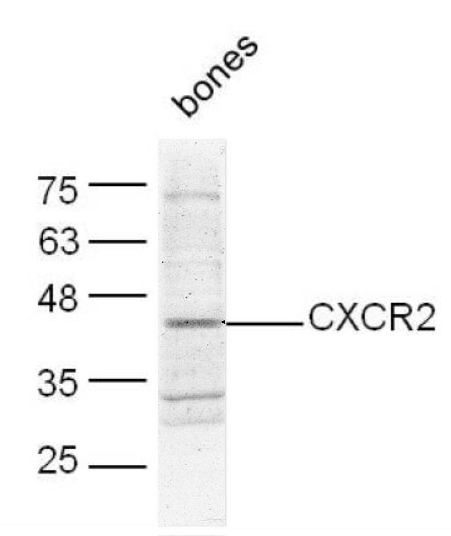 Mouse bone lysates probed with Rabbit Anti-CXCR2\/CD182 Polyclonal Antibody, Unconjugated (bs-1629R) at 1:500 overnight at 4˚C. Followed by conjugation to secondary antibody (bs-0295G-HRP) at 1:500 for 90 min at 37˚C.