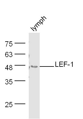 Mouse lymph node lysates probed with Rabbit Anti-LEF-1 Polyclonal Antibody, Unconjugated (bs-1843R) at 1:300 overnight at 4˚C. Followed by conjugation to secondary antibody (bs-0295G-HRP) at 1:500 for 90 min at 37˚C.