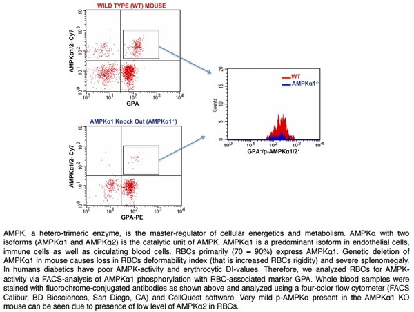 FACS Analysis of Glycophorin A and phospho-AMPK alpha 1/2 (Thr172/183) in Red Blood Cells in WT and AMPK alpha 1 knockout mice using Rabbit Anti-GPA Polyclonal Antibody (bs-2575R-PE) and Rabbit anti-pAMPK alpha1/2 Thr172/183 (bs-4002R-Cy7).\nImage kindly submitted by Nasrul Hoda, PhD, Georgia Regents University FACS Analysis of Glycophorin A and phospho-AMPK alpha 1/2 (Thr172/183) in Red Blood Cells in WT and AMPK alpha 1 knockout mice using Rabbit Anti-GPA Polyclonal Antibody (bs-2575R-PE) and Rabbit anti-pAMPK alpha1/2 Thr172/183 (bs-4002R-Cy7).\nImage kindly submitted by Nasrul Hoda, PhD, Georgia Regents University