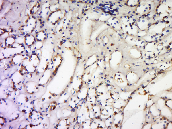Formalin-fixed and paraffin embedded human kidney labeled with Anti-TNFSF18 Polyclonal Antibody, Unconjugated (bs-2456R) at 1:300 followed by conjugation to the secondary antibody and DAB staining.