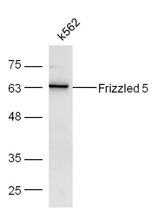 K562 cell lysates probed with Rabbit Anti-Frizzled 5/8 Polyclonal Antibody, Unconjugated (bs-2930R) at 1:300 overnight at 4˚C. Followed by conjugation to secondary antibody (bs-0295G-HRP) at 1:500 for 90 min at 37˚C.