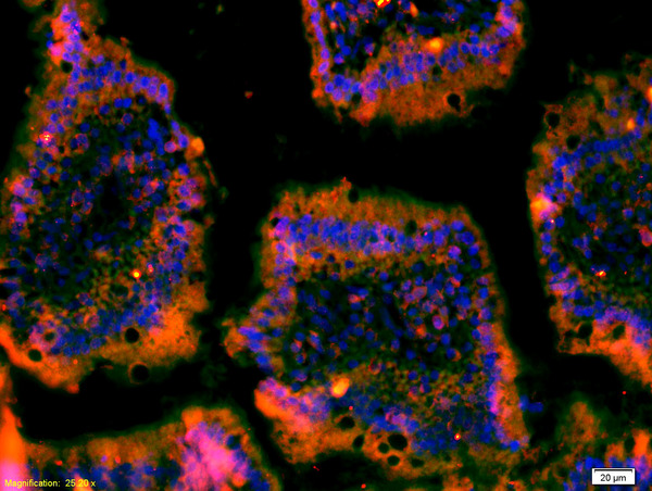 Formalin-fixed and paraffin-embedded mouse intestine labeled with Anti-C-Met/Met/HGFR Polyclonal Antibody, Unconjugated(bs-0668R) 1:200, overnight at 4°C, The secondary antibody was Goat Anti-Rabbit IgG, Cy3 conjugated(bs-0295G-Cy3)used at 1:200 dilution for 40 minutes at 37°C.