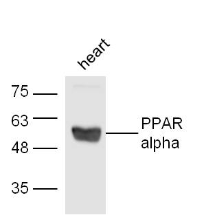 Mouse heart lysates probed with Rabbit Anti-PPAR alpha Polyclonal Antibody, Unconjugated (bs-3614R) at 1:300 overnight at 4˚C. Followed by conjugation to secondary antibody (bs-0295G-HRP) at 1:500 for 90 min at 37˚C.