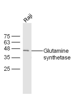 Raji cell lysates probed with Rabbit Anti-Glutamine synthetase Polyclonal Antibody, Unconjugated (bs-4143R) at 1:300 overnight at 4˚C. Followed by conjugation to secondary antibody (bs-0295G-HRP) at 1:500 for 90 min at 37˚C.