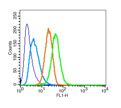 RSC96 cells probed with Rabbit Anti-STAT3 Polyclonal Antibody (bs-1141R),6ug, for 30 minutes followed by incubation with Goat Anti-Rabbit IgG FITC conjugated secondary (bs-0295G-FITC)at 0.5ug(green) for 30 minutes compared to control cells (blue), secondary only (light blue) and isotype control (orange).