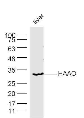 Mouse liver lysates probed with Rabbit Anti-HAAO Polyclonal Antibody, Unconjugated (bs-11695R) at 1:300 overnight at 4˚C. Followed by conjugation to secondary antibody (bs-0295G-HRP) at 1:500 for 90 min at 37˚C.