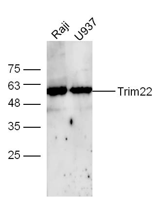 Raji and U937 cell lysates probed with Rabbit Anti-TRIM22 Polyclonal Antibody, Unconjugated (bs-12330R) at 1:300 overnight at 4˚C. Followed by conjugation to secondary antibody (bs-0295G-HRP) at 1:500 for 90 min at 37˚C.