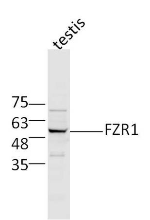 Mouse testis lysates probed with Rabbit Anti-FZR1/CDC20C Polyclonal Antibody, Unconjugated (bs-13240R) at 1:300 overnight at 4˚C. Followed by conjugation to secondary antibody (bs-0295G-HRP) at 1:500 for 90 min at 37˚C.