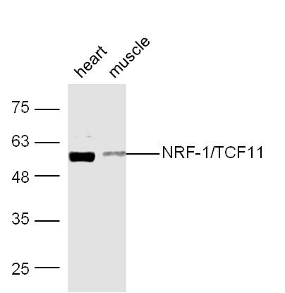 Mouse heart and muscle lysates probed with Rabbit Anti-NRF-1 Polyclonal Antibody, Unconjugated (bs-1342R) at 1:300 overnight at 4˚C. Followed by conjugation to secondary antibody (bs-0295G-HRP) at 1:500 for 90 min at 37˚C.