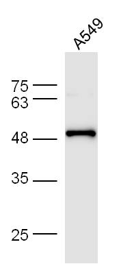 A549 cell lysates probed with Anti-F-Actin Polyclonal Antibody, Unconjugated (bs-1571R) at 1:300 overnight at 4˚C. Followed by a conjugated secondary antibody (bs-0295G-HRP) at 1:5000 for 90 min at 37˚C. A549 cell lysates probed with Anti-F-Actin Polyclonal Antibody, Unconjugated (bs-1571R) at 1:300 overnight at 4˚C. Followed by a conjugated secondary antibody (bs-0295G-HRP) at 1:5000 for 90 min at 37˚C.
