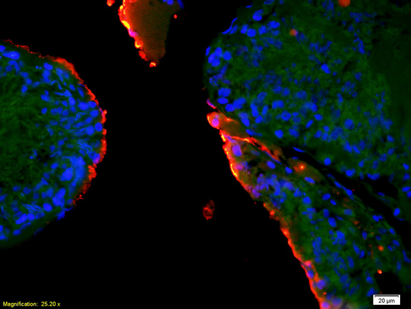 Formalin-fixed and paraffin-embedded rat testis labeled with Anti-EPHA10 Polyclonal Antibody, Unconjugated(bs-10052R) 1:200, overnight at 4°C, The secondary antibody was Goat Anti-Rabbit IgG, Cy3 conjugated(bs-0295G-Cy3)used at 1:200 dilution for 40 minutes at 37°C.